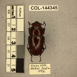 Shiny brown beetle specimen with large mandibles, pinned next to text labels.