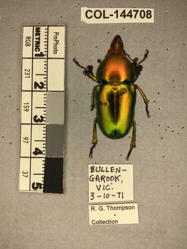 Shiny brown beetle specimen with large mandibles, pinned next to text labels.