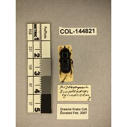 Dorsal view of pinned beetle specimen with labels.