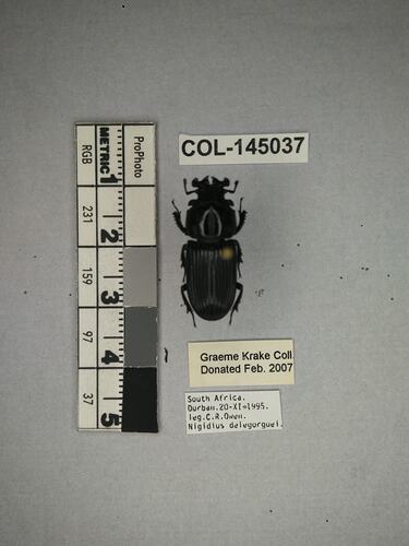Shiny brown beetle specimen with large mandibles, pinned next to text labels.