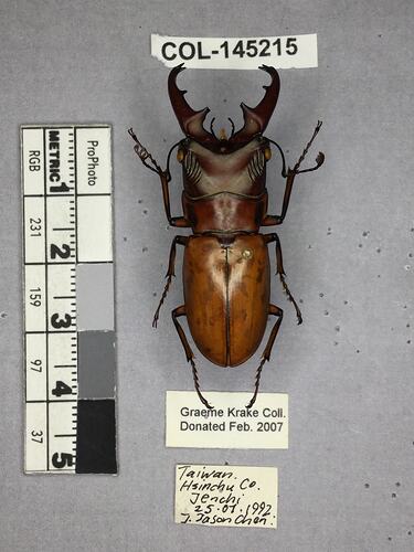Shiny brown beetle specimen with large mandibles, pinned next to text labels.