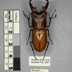 Shiny brown beetle specimen with large mandibles, pinned next to text labels.