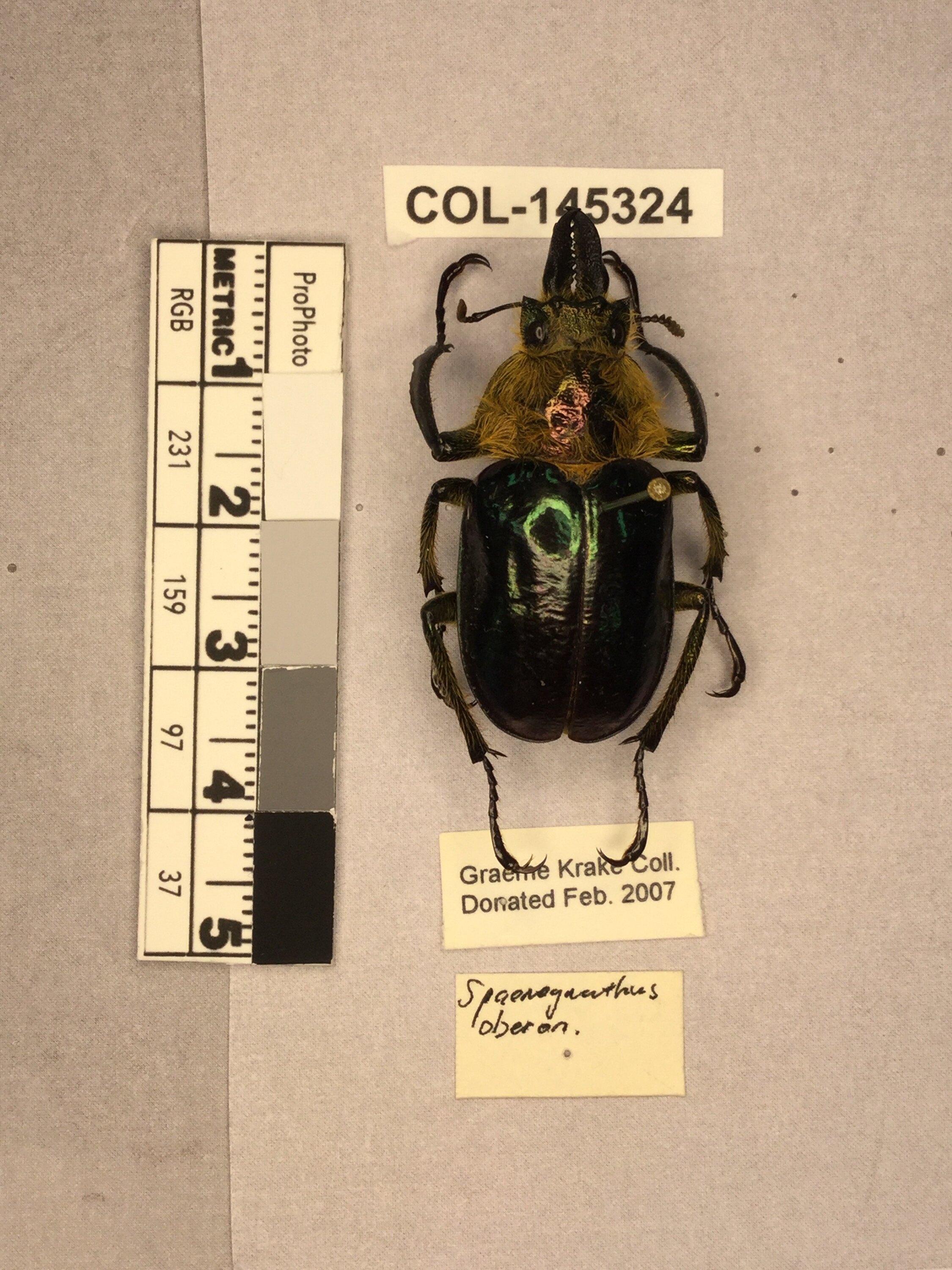 Sphaenognathus (Sphaenognathus) oberon (Kriesche, 1922)