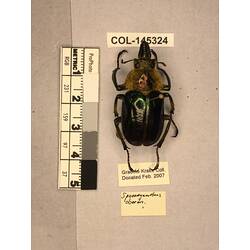 Dorsal view of pinned beetle specimen with labels.