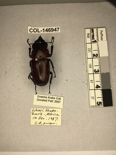 Shiny brown beetle specimen with large mandibles, pinned next to text labels.