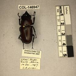 Shiny brown beetle specimen with large mandibles, pinned next to text labels.
