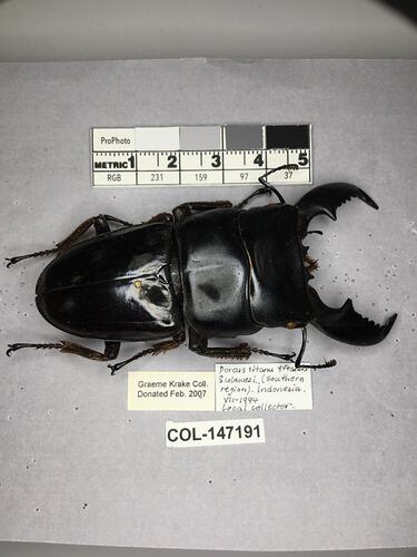 Shiny brown beetle specimen with large mandibles, pinned next to text labels.