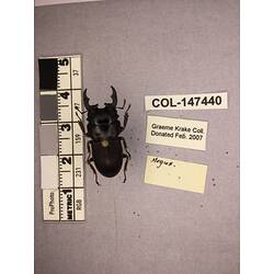 Dorsal view of pinned beetle specimen with labels.