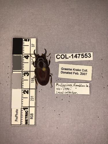Shiny brown beetle specimen with large mandibles, pinned next to text labels.