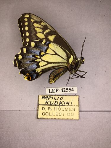 Side view of black and yellow pinned butterfly specimen with labels.