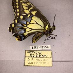 Side view of black and yellow pinned butterfly specimen with labels.