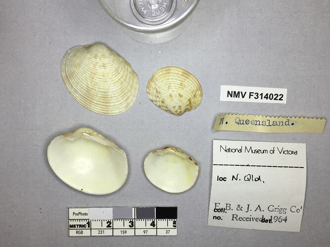 Dry Venus Clam shells beside labels.