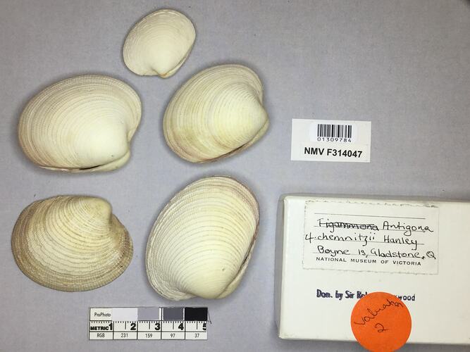 Dry Venus Clam shells beside labels.