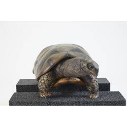 <em>Chelonoidis denticulatus</em>, Yellow-footed Tortoise. [3200]