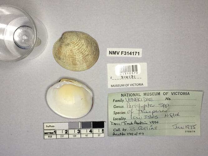 Dry Venus Clam shell beside labels.