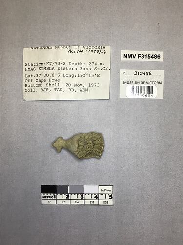 Dry stony coral specimen beside labels.
