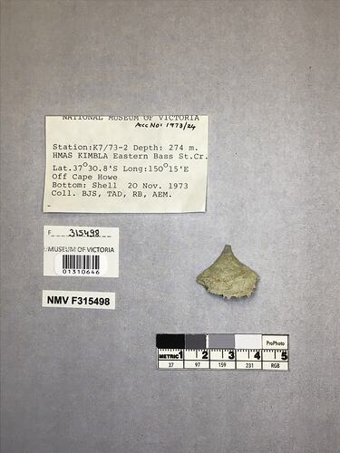 Dry stony coral specimen beside labels.