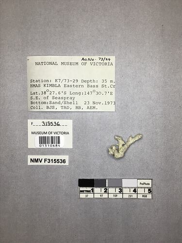 Dry stony coral specimen beside labels.