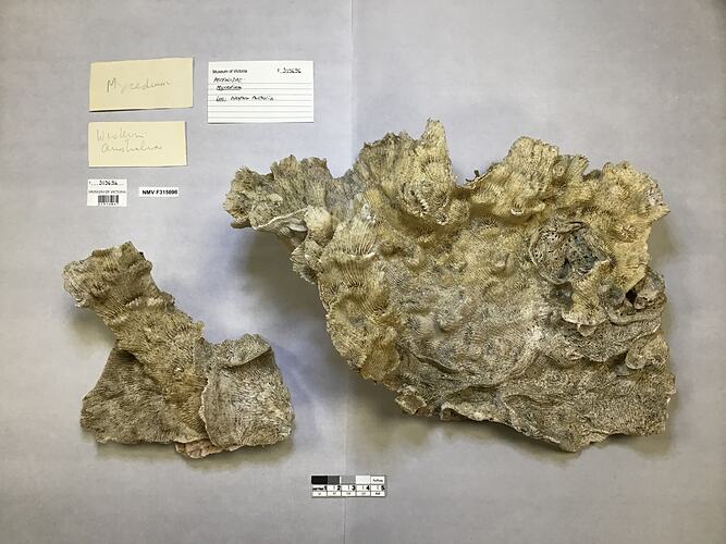 Dry coral specimens beside labels.