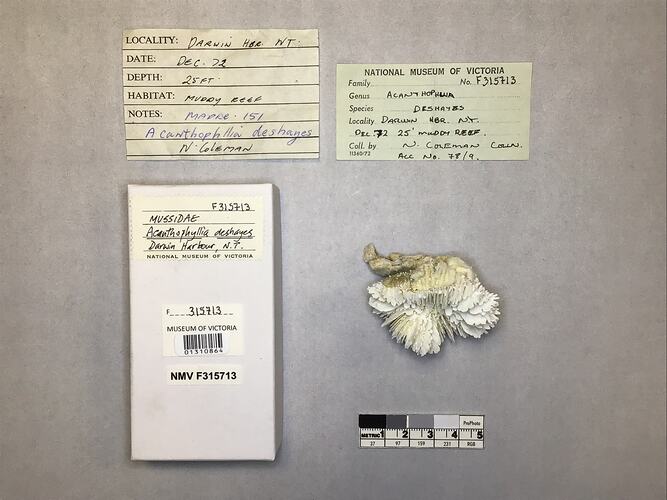 Dry coral specimen beside labels.