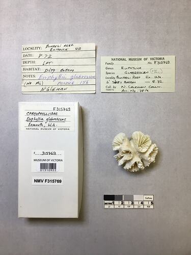 Dry coral specimen beside labels.