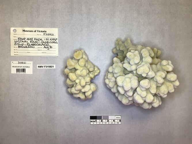 Dry stony coral specimens beside labels.