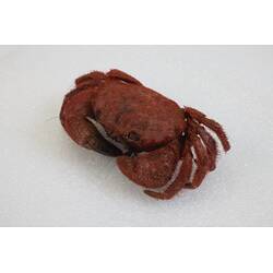 <em>Pilumnus tomentosus</em>, Common Hairy Crab. [J 38956]