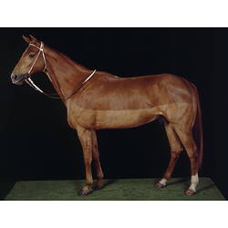 Large brown horse.