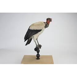 <em>Sarcoramphus papa</em>, King Vulture. [15129]