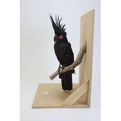 <em>Probosciger aterrimus macgillivrayi</em>, Palm Cockatoo. [59126]