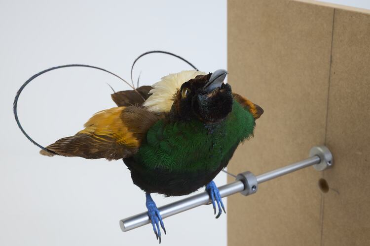 <em>Cicinnurus magnificus hunsteini</em>, Magnificent Bird-of-Paradise. [44825]