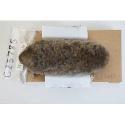 <em>Scaptochirus moschatus</em>, Short-faced Mole. [C 23785]