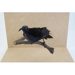 <em>Ptiloris magnificus alberti</em>, Magnificent Riflebird. [6060]