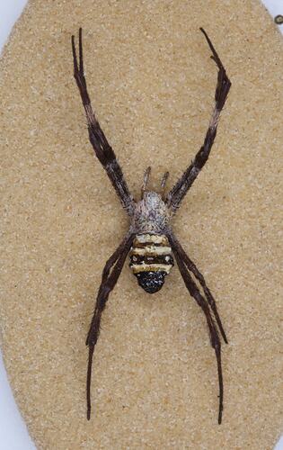 <em>Argiope keyserlingi</em>, St Andrew's Cross Spider. [K 14811]
