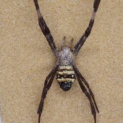 Our Wondrous Planet, Our Wild Family: Dry Specimen - St Andrew's Cross Spider, <em>Argiope keyserlingi</em> Karsch, 1878