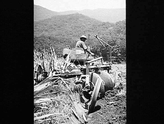 2 FUR SUNLORD, CAIRNS QLD. APRIL 1954 (SEE NEXT PAGE)
