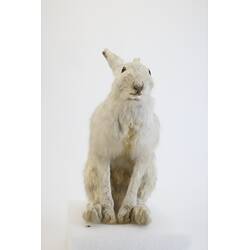 <em>Lepus timidus</em>, Mountain Hare. [C 29919]