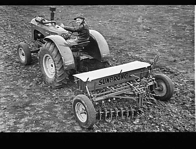 SUNPRONG AT WORK ON RAILWAY RESERVE, SUNSHINE. JUNE 1954