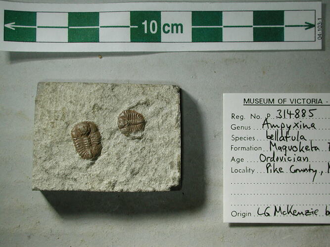Two trilobites on rock slab.