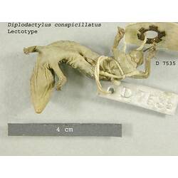 Ventral view of lizard specimen with labels.