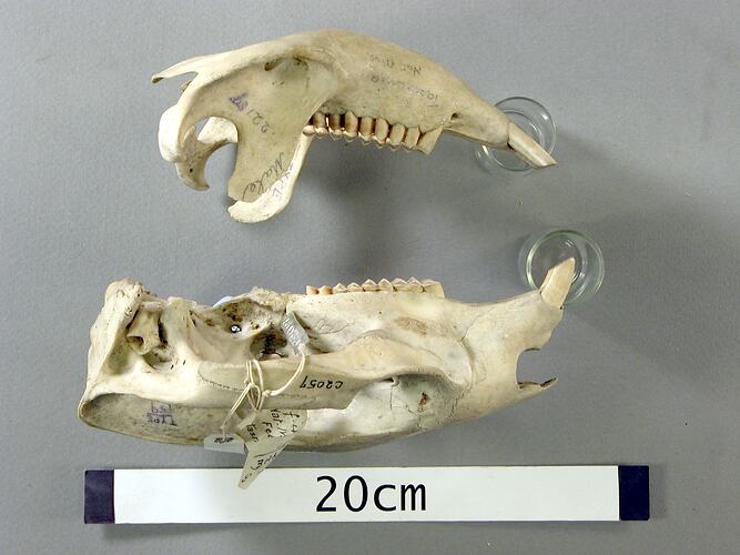 Lateral view of wombat skull and lower jaw.