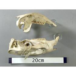Lateral view of wombat skull and lower jaw.