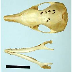 Brown Bandicoot skull and jaw.