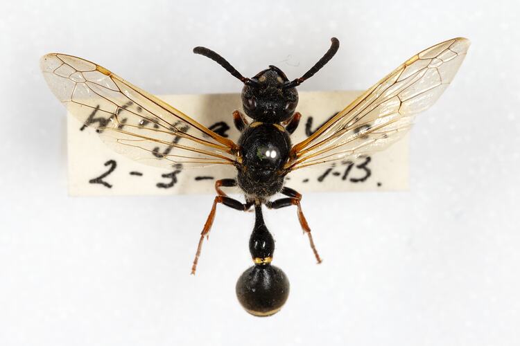 <em>Elimus australis</em>, potter wasp. [HYM 99021]