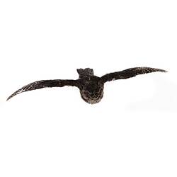 <em>Podargus strigoides</em>, Tawny Frogmouth. [B 34935]