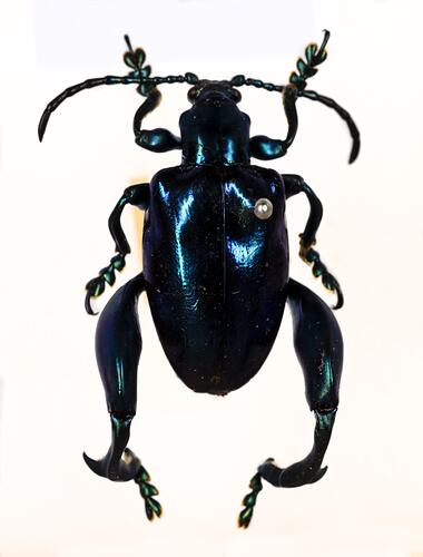 <em>Sagra abdominalis</em>, leaf beetle. [COL 143697]