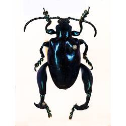 Our Wondrous Planet, Our Wild Family: Dry Specimen - Leaf beetle, <em>Sagra abdominalis</em> Jacoby