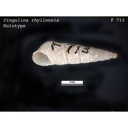 <em>Cingulina rhyllensis</em>, marine snail.  Holotype.  Registration no. F 713.