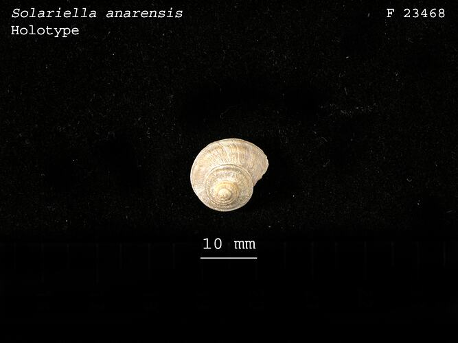 Small pale snail shell with scale bar.
