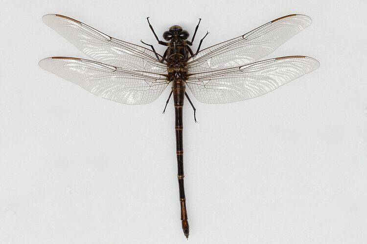 <em>Petalura ingentissima</em>, Giant petaltail. [ODO 4162]